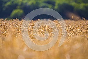Golden yellow ripe ears of wheat or rye in a field at the end of summer on sunny day. Close up of ukrainian wheat. Agriculture