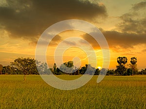 The golden-yellow sky at sunrise and the green-yellow fields