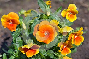 Golden yellow Viola in a flower bed in the garden