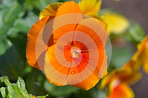 Golden yellow viola with a raindrop close-up