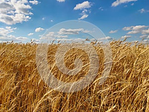 Golden yellow wheat field under blue cloudy sky on a sunny summer day