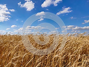 Golden yellow wheat field under blue cloudy sky on a sunny summer day