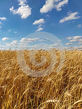 Golden yellow wheat field under blue cloudy sky on a sunny summer day