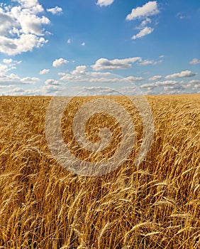 Golden yellow wheat field under blue cloudy sky on a sunny summer day