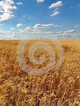 Golden yellow wheat field under blue cloudy sky on a sunny summer day