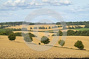 Golden yellow wheat fields