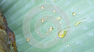 Golden yellow wild honey sits on a green banana leaf