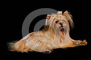 Golden Yorkshire terrier lying