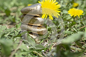 Golden zen stones stack between green grass and dandelion flowers, shallow depth of field