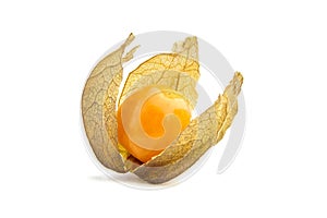 Goldenberry, Physalis peruviana ripe fruit, single smooth berry with dry leaves isolated on a white background