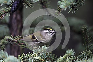 Goldencrowned Kinglet