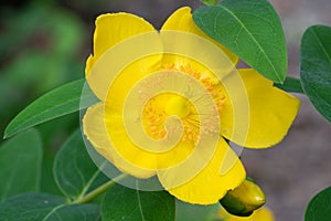 Goldencup, Hypericum patulum