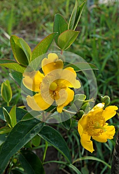 Goldencup St. John`s Wort photo