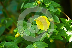 Goldencup St. Johns Wort Hypericum patulum in Avoca garden, Ireland photo