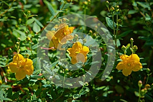 Goldencup St. Johns Wort Hypericum patulum in Avoca garden, Ireland photo