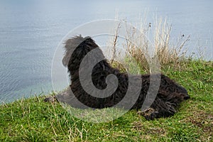 Goldendoddle is located on the cliff in front of the sea in Denmark. View to sea