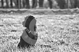 Goldendoddle puppy in black white taken, sitting on a meadow. The family dog is waiting