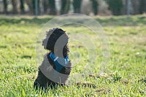 Goldendoddle puppy sitting on a meadow. The family dog is waiting . Black curly coat