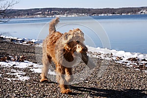 Goldendoodle Carrying Log by Snowy Keuka Lake