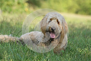 Golden Doodle Dog Lying in the Grass photo