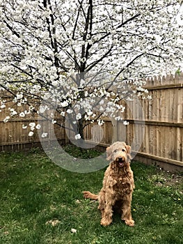 Goldendoodle dog sitting in yard