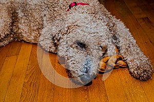 Goldendoodle dog try to sleep