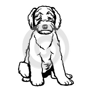 Goldendoodle dog - vector isolated illustration on white background