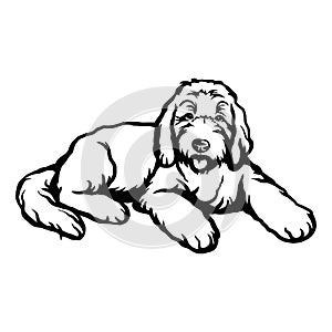Goldendoodle dog - vector isolated illustration on white background