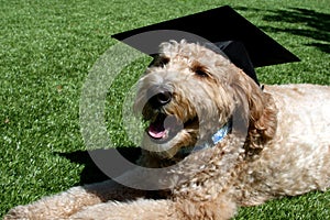 Goldendoodle Dog Wearing a Black Graduation Cap