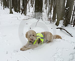 Goldendoodle dog wears hunting vest while laying in snowy forest