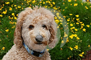 Goldendoodle Dog with Yellow Flowers