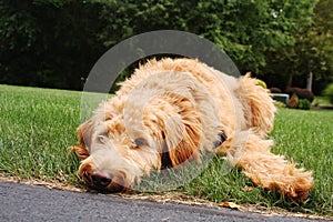 Goldendoodle Laying in Grass