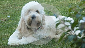 Goldendoodle Laying on the Grass