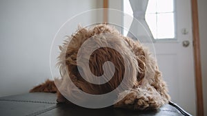 Goldendoodle pet at home, lying on the black couch and looking at camera. Close up dog portrait