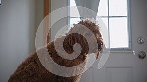 Goldendoodle pet at home, sitting on the black couch and looking at camera. Close up footage