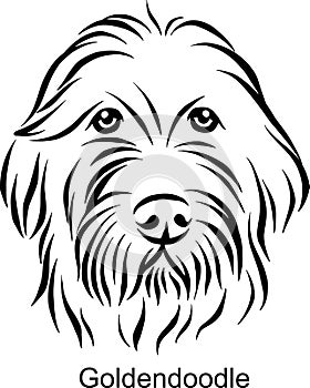 Goldendoodle Portrait Dog in Line style - Pet Portrait in Light Style head isolated on white