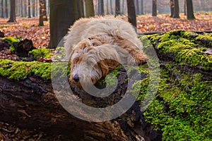 Goldendoodle pup rests on a tree trunk in forest
