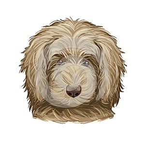 Goldendoodle Puppy digital art illustration isolated on white