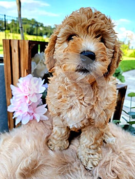 Goldendoodle puppy dog moyen girl photo