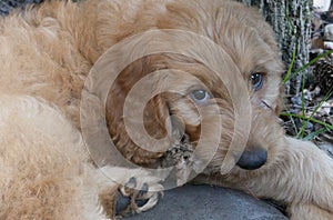 Goldendoodle Puppy Gazes at the Camera