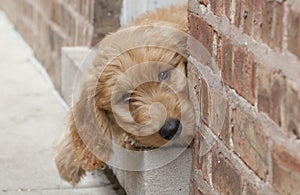 Goldendoodle Puppy Peeks Out of Brick Doorway