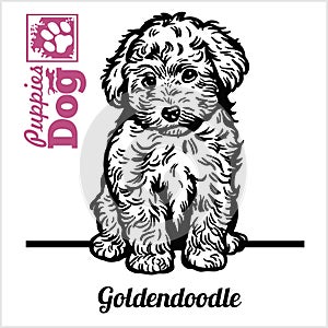 Goldendoodle puppy sitting. Drawing by hand, sketch. Engraving style, black and white vector image.