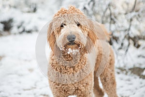 Goldendoodle in snow