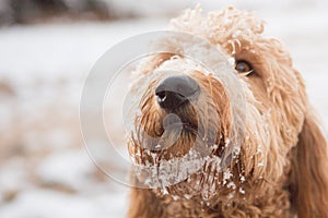 Goldendoodle in snow