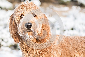 Goldendoodle in snow