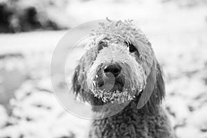 Goldendoodle in snow