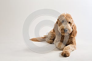 Goldendoodle in studio