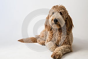 Goldendoodle in studio