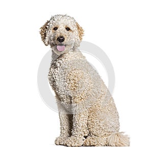 Goldendooodle dog, crossbreeding between a Golden Retriever and a Poodle, panting, isolated on white