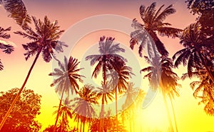 Golden sunset, nature background with palms